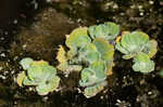 Water lettuce